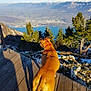 dog, dog_back, wooden_platform, mountains, lake, trees, nature, outdoor, scenic_view, landscape, sunlight, shadow, red_collar, animal, canine, summer, blue_sky, forest, rocks, hiking