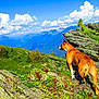 dog, mountain, rock, greenery, sky, cloud, outdoor, nature, landscape, animal, adventure, scenery, hiking, sunny, daytime, canine, grass, peak, wilderness, travel