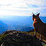Baya participe au concours pour gagner de l'argent avec cette photo : dog, mountain, rock, nature, outdoor, scenic, landscape, sky, cloud, valley, grass, sunlight, animal, pet, leash, hiking, adventure, view, quiet, serene