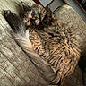 cat, tortoiseshell_cat, sleeping, fluffy, couch, indoor, cozy, furniture, pet, resting, fur, tail, relaxation, home, domestic_animal, animal, quiet, comfort, nap, living_room