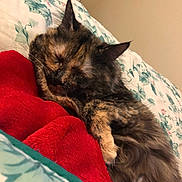 Mona joined the competition — help win amazing prizes! cat, tortoiseshell, sleeping, blanket, bed, floral_bedspread, cozy, indoor, pet, fur, resting, cute, animal, relaxed, whiskers, ears, paw, home, comfort, napping