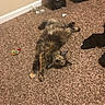 Mona joined the competition — help win amazing prizes! cat, tortoiseshell, carpet, toy, indoor, speakers, candle, relaxed, furniture, pet, floor, cozy, brown, fluffy, animal, laying, home, cute, curious, domestic