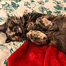 Mona is registered to the contest to win money with this photo: cat, tortoiseshell, sleeping, fluffy, pet, animal, bed, blanket, red_blanket, cozy, relaxed, fur, whiskers, paw, indoor, cute, resting, soft, domestic_cat, nap