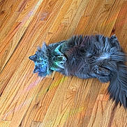 Reign is registered to the contest to win money with this photo: cat, gray_cat, fluffy, lying_down, wooden_floor, rainbow_light, colorful, pet, animal, indoor, cozy, fur, tail, eyes, relaxed, cute, soft, home, flooring, bright