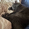 Reign is registered to the contest to win money with this photo: cat, gray_cat, sleeping, pet, fur, bed, blanket, cozy, indoor, resting, cute, animal, feline, soft, relaxed, paw, whiskers, comfort, nap, domestic_animal