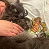Reign is registered to the contest to win money with this photo: cat, gray_cat, sleeping, human_hand, person, white_shirt, mushroom_print, butterfly_print, close_up, indoor, cozy, pet, animal, fur, relaxation, comfort, nap, cute, friendship, soft_texture