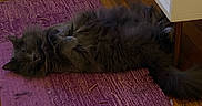 Reign joined the competition — help win amazing prizes! cat, gray_cat, fluffy_cat, lying_down, relaxed, purple_rug, textured_rug, wooden_floor, furniture, indoor, pet, sleeping_cat, cozy, home, domestic_animal, long_fur, tail, paw, resting, quiet
