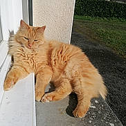 Simba a rejoint le concours — aidez-le/la à gagner de superbes lots ! cat, orange_cat, fluffy, lounging, sunny, windowsill, outdoor, grass, hedge, relaxed, pet, animal, feline, daylight, resting, nature, window, paw, fur, sleepy