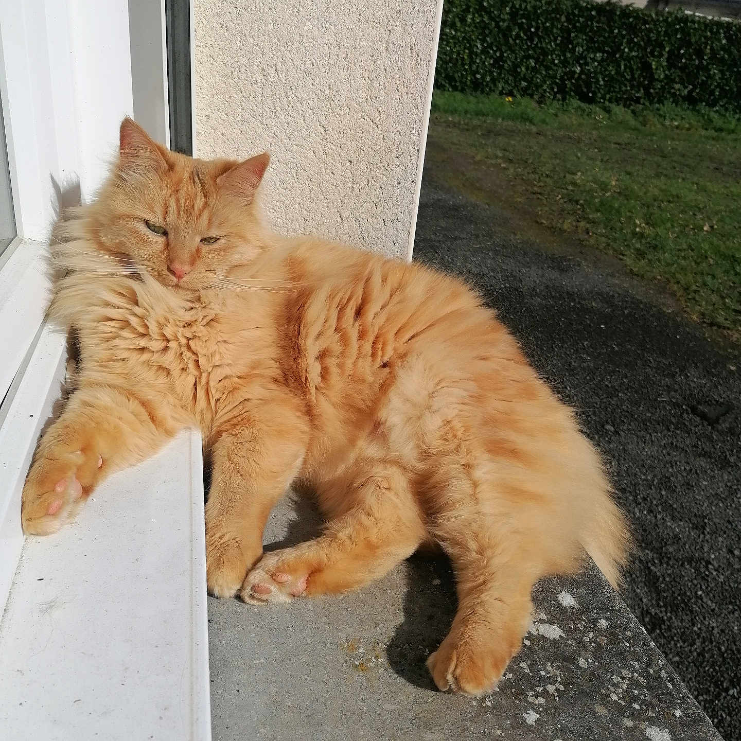 Simba a rejoint le concours — aidez-le/la à gagner de superbes lots ! cat, orange_cat, fluffy, lounging, sunny, windowsill, outdoor, grass, hedge, relaxed, pet, animal, feline, daylight, resting, nature, window, paw, fur, sleepy