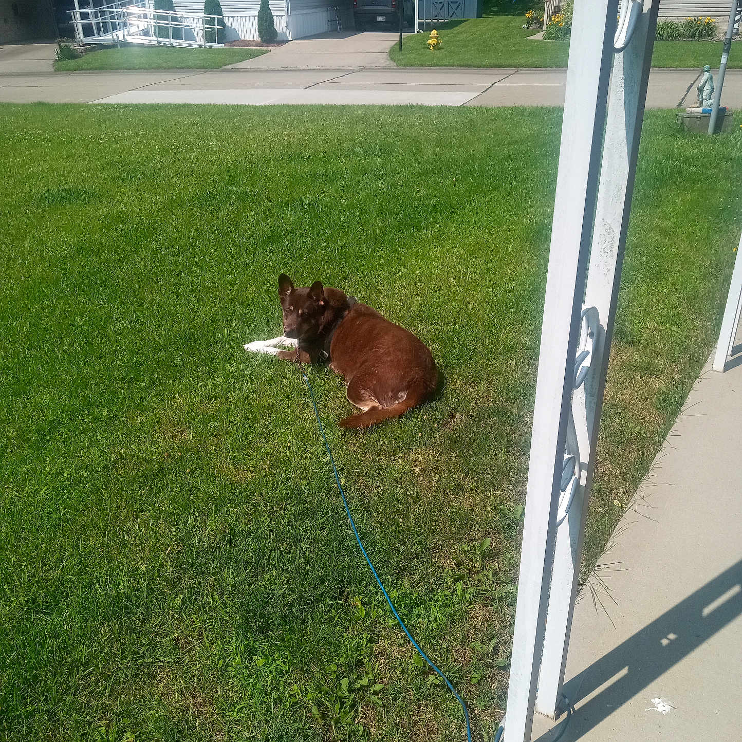 Shopie joined the competition — help win amazing prizes! animal, brown_dog, daytime, dog, driveway, flag, grass, greenery, house, lawn, leash, outdoor, pet, post, quiet, relaxing, residential_area, sidewalk, suburban, sunny