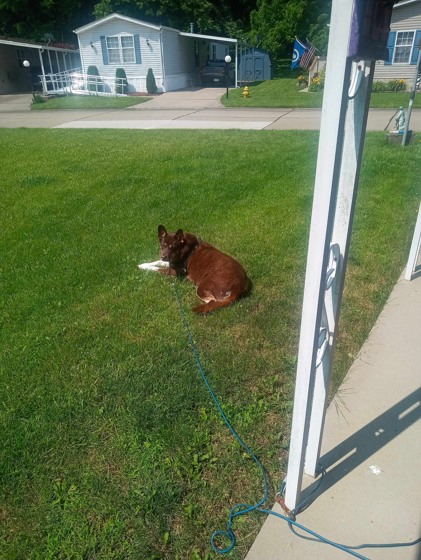 Shopie joined the competition — help win amazing prizes! animal, brown_dog, daytime, dog, driveway, flag, grass, greenery, house, lawn, leash, outdoor, pet, post, quiet, relaxing, residential_area, sidewalk, suburban, sunny