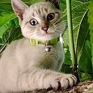 Athena participe au concours pour gagner de l'argent avec cette photo : cat, kitten, animal, pet, paw, tree, branch, green_leaves, nature, curious, close_up, outdoor, feline, whiskers, collar, young_cat, focus, wildlife, cute, alert