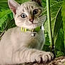 cat, kitten, animal, pet, paw, tree, branch, green_leaves, nature, curious, close_up, outdoor, feline, whiskers, collar, young_cat, focus, wildlife, cute, alert
