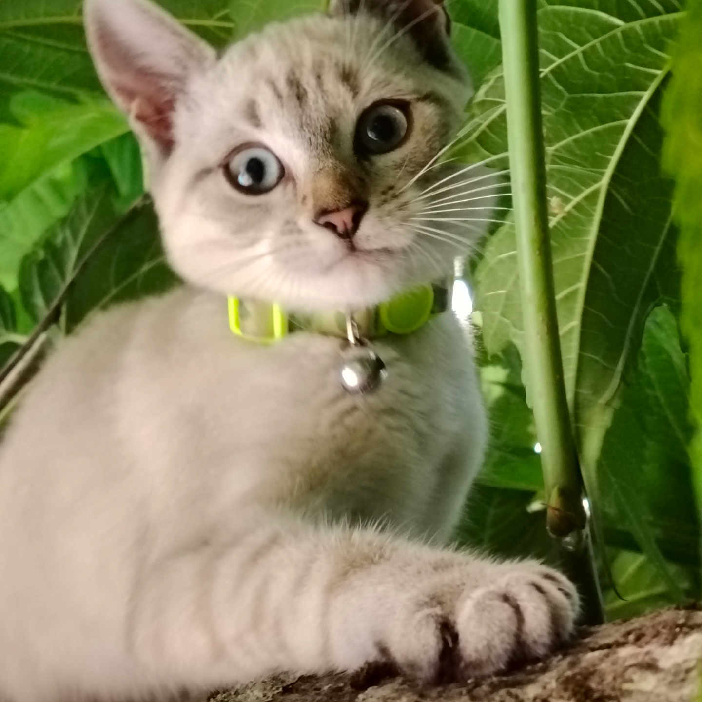 Athena participe au concours pour gagner de l'argent avec cette photo : alert, animal, branch, cat, close_up, collar, curious, cute, feline, focus, green_leaves, kitten, nature, outdoor, paw, pet, tree, whiskers, wildlife, young_cat
