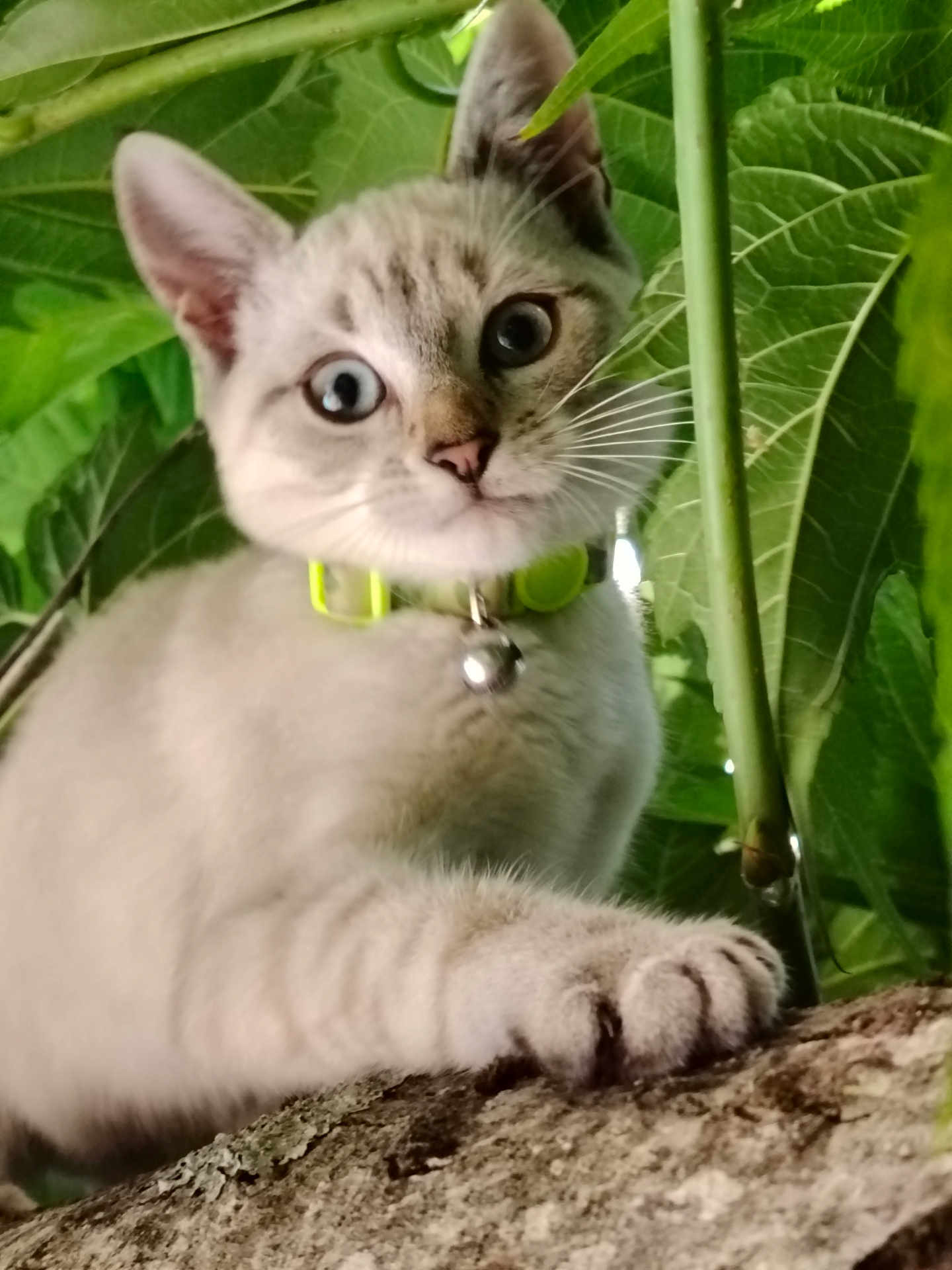 Athena participe au concours pour gagner de l'argent avec cette photo : cat, kitten, animal, pet, paw, tree, branch, green_leaves, nature, curious, close_up, outdoor, feline, whiskers, collar, young_cat, focus, wildlife, cute, alert