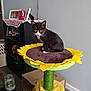 Boots joined the competition — help win amazing prizes! kitten, cat, cat_tree, sunflower, indoor, furniture, shelf, photoframe, crocheted_doily, cardboard_box, water_dispenser, floor, wall, curious, black_and_white, pet, cozy, home, animal, looking
