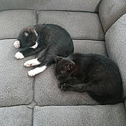 Boots is registered to the contest to win money with this photo: kitten, cat, sleeping, couch, gray, black_fur, white_paws, pet, resting, indoor, feline, cute, cozy, texture, fur, animal, domestic, companion, relaxing, two_cats