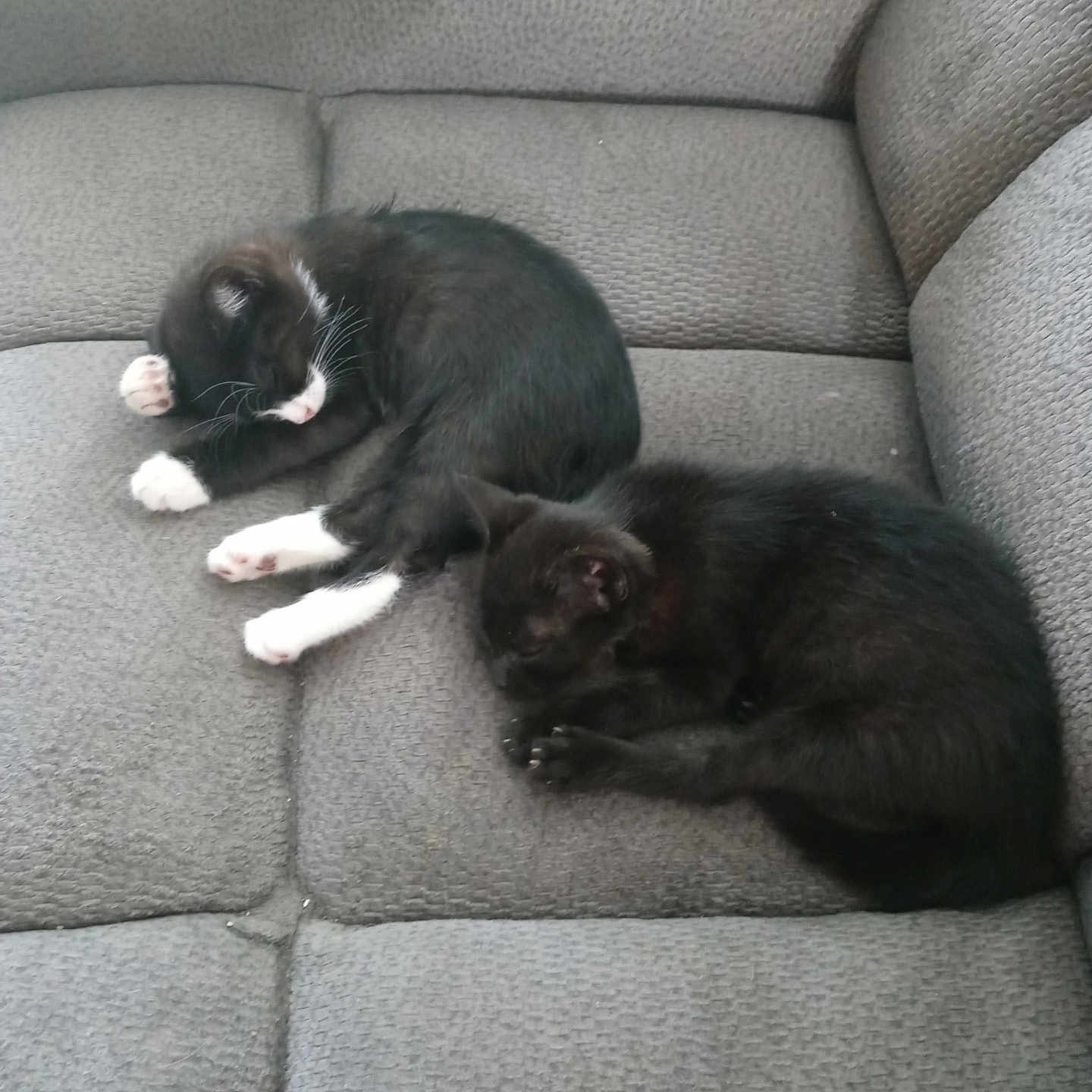 Boots is registered to the contest to win money with this photo: animal, black_fur, cat, companion, couch, cozy, cute, domestic, feline, fur, gray, indoor, kitten, pet, relaxing, resting, sleeping, texture, two_cats, white_paws