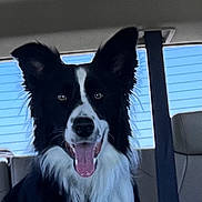 Dallie joined the competition — help win amazing prizes! dog, border_collie, black_and_white, pet, inside_car, car_seat, seatbelt, tongue_out, happy, canine, animal, fur, ears, collar, window, daylight, vehicle, transportation, companion, domestic_animal