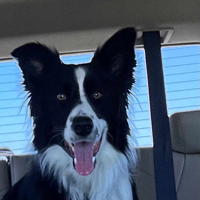 Dallie joined the competition — help win amazing prizes! animal, black_and_white, border_collie, canine, car_seat, collar, companion, daylight, dog, domestic_animal, ears, fur, happy, inside_car, pet, seatbelt, tongue_out, transportation, vehicle, window