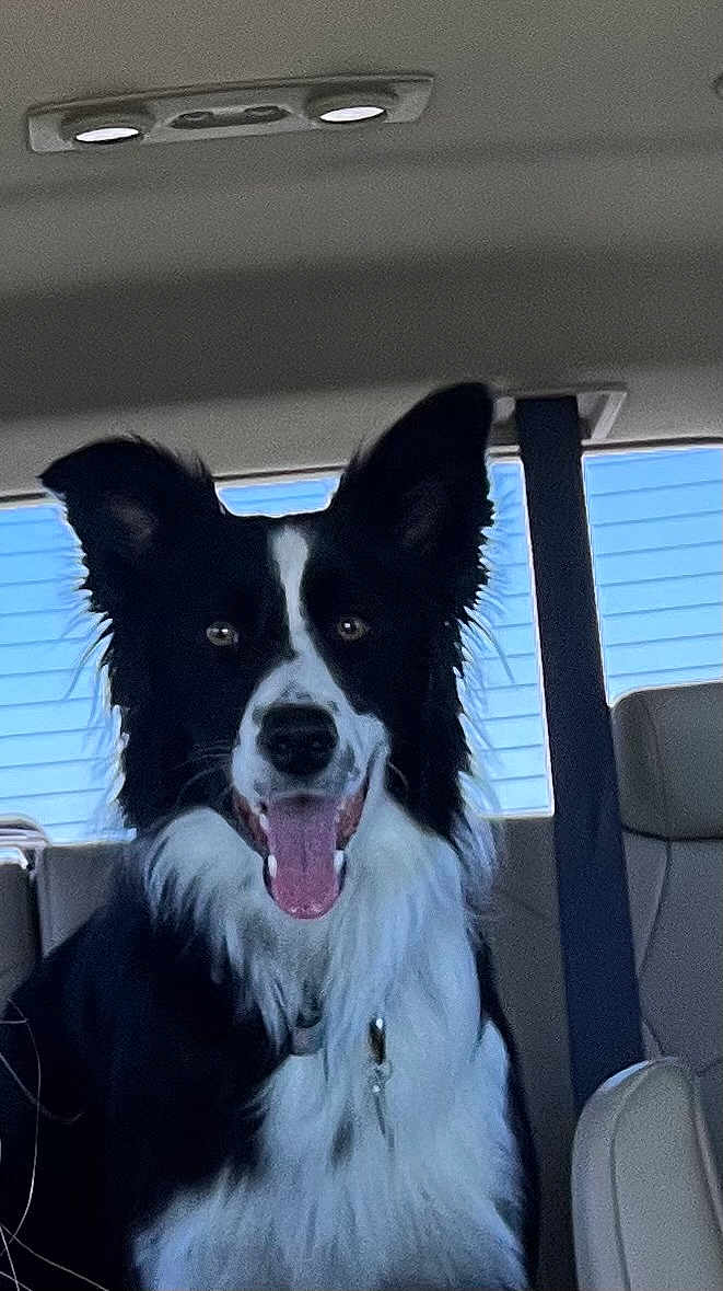 Dallie joined the competition — help win amazing prizes! dog, border_collie, black_and_white, pet, inside_car, car_seat, seatbelt, tongue_out, happy, canine, animal, fur, ears, collar, window, daylight, vehicle, transportation, companion, domestic_animal