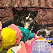 Panther And Cookie is registered to the contest to win money with this photo: animal, black_cat, blanket, cat, colorful_blanket, cozy, cuddling, cute, domestic_cat, feline, fur, indoor, kitten, pets, resting, snuggling, soft_texture, two_animals, white_cat, young