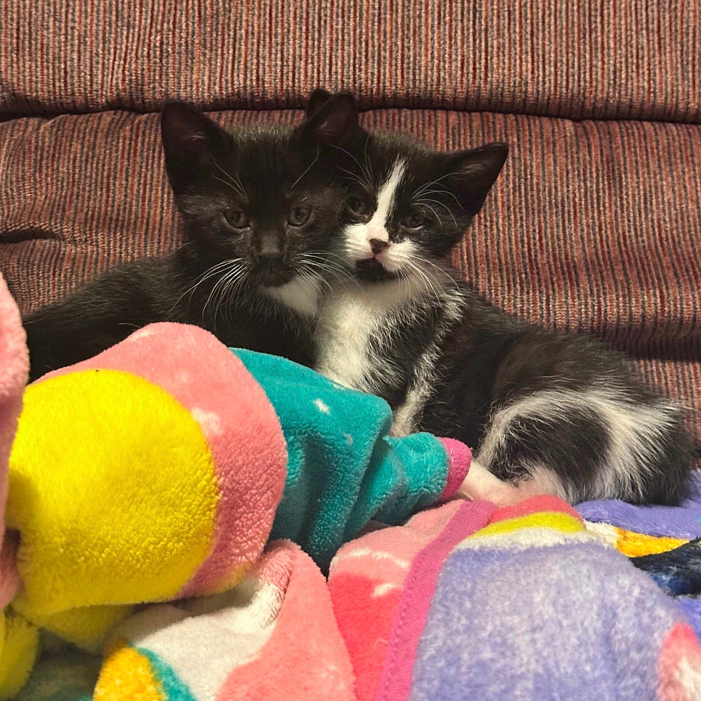 Panther And Cookie is registered to the contest to win money with this photo: animal, black_cat, blanket, cat, colorful_blanket, cozy, cuddling, cute, domestic_cat, feline, fur, indoor, kitten, pets, resting, snuggling, soft_texture, two_animals, white_cat, young