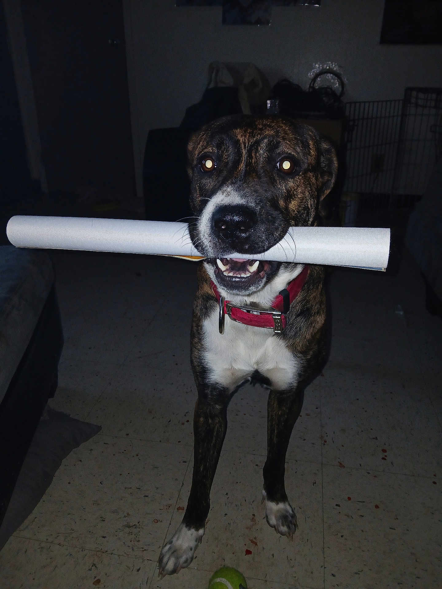 Brinnie joined the competition — help win amazing prizes! dog, indoor, brindle_coat, red_collar, rolled_paper, tennis_ball, floor, pet, animal, canine, muzzle, four_legs, happy, playful, household, domestic, standing, toy, mouth, collar