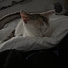 animal, bed, bedroom, black_fur, blanket, calico_cat, cat, closed_eyes, cozy, dim_lighting, home, indoors, lying_down, orange_fur, pet, pillow, resting, sleeping, sleepy, white_fur