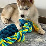 puppy, husky, dog, blue_eyes, toy, rope_toy, indoor, carpet, star_pattern, fur, pet, cute, animal, lying_down, playful, young, ears, snout, paws, cozy