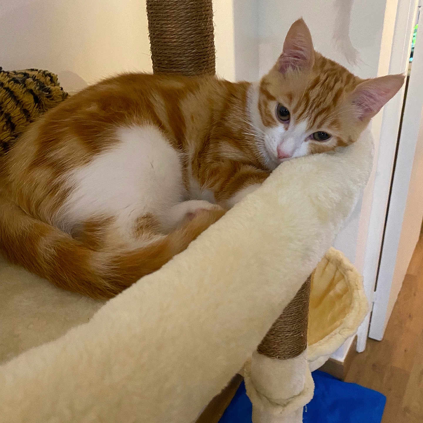 Limo participe au concours pour gagner de l'argent avec cette photo : cat, cat_tree, cozy, curled_up, cushion, ears, eyes, feline, fur, home, indoor, kitten, orange_and_white, pet, pink_nose, portrait, resting, scratching_post, sleepy, whiskers