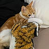 Limo participe au concours pour gagner de l'argent avec cette photo : animal, bed, blanket, cat, closeup, cozy, cuddling, cute, furry, home, indoors, kitten, orange_tabby, pet, plush_toy, portrait, relaxed, sleepy, tiger_toy, white_fur