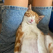 Limo a rejoint le concours — aidez-le/la à gagner de superbes lots ! animal, cat, close_up, cute, denim, fluffy, indoors, jeans, legs, nap, orange_cat, person, pet, pink_nose, portrait, relaxed, sleeping, sleepy, whiskers, white_cat