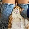 Limo a rejoint le concours — aidez-le/la à gagner de superbes lots ! cat, orange_cat, white_cat, sleeping, sleepy, pet, animal, close_up, portrait, indoors, denim, jeans, person, legs, relaxed, cute, whiskers, pink_nose, fluffy, nap