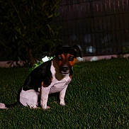 Snoopy participe au concours pour gagner de l'argent avec cette photo : dog, grass, night, outdoor, pet, animal, fence, blurred, sitting, dark, green, yard, canine, fur, small_dog, nature, plant, black, white, brown