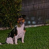 Snoopy participe au concours pour gagner de l'argent avec cette photo : dog, grass, night, outdoor, pet, animal, fence, shrubbery, sitting, canine, small_dog, black_and_white, brown_markings, fur, eyes, ears, lawn, garden, quiet, calm