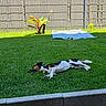 Snoopy a rejoint le concours — aidez-le/la à gagner de superbes lots ! dog, grass, lawn, outdoor, sunlight, pet, relaxing, backyard, fence, blanket, plant, greenery, sunny, canine, animal, nature, resting, summer, domestic, daytime