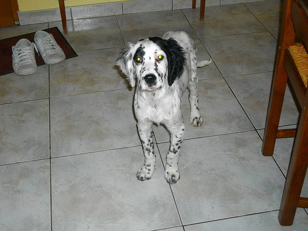 Harry a rejoint le concours — aidez-le/la à gagner de superbes lots ! animal_shelter, canidae, carnivore, companion_dog, dog, dog_breed, floor, flooring, fur, hardwood, non_sporting_group, snout, sporting_group, tail, terrestrial_animal, tile, tile_flooring, wood, working_animal, working_dog