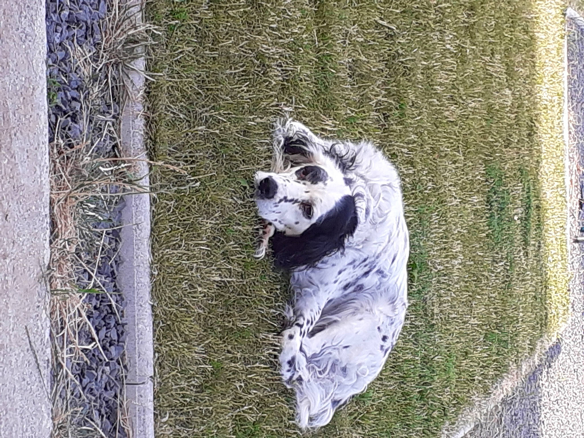 Harry participe au concours pour gagner de l'argent avec cette photo : art, automotive_tire, canidae, carnivore, dog, dog_breed, fur, grass, grey, mesh, metal, pattern, plant, sporting_group, tail, tree, trunk, twig, wildlife, wood
