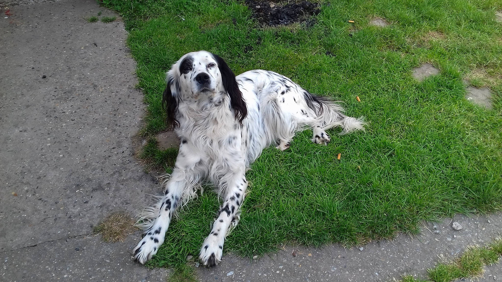 Harry a rejoint le concours — aidez-le/la à gagner de superbes lots ! canidae, carnivore, companion_dog, dalmatian, dog, dog_breed, grass, gun_dog, hunting_dog, non_sporting_group, snout, sporting_group, working_dog