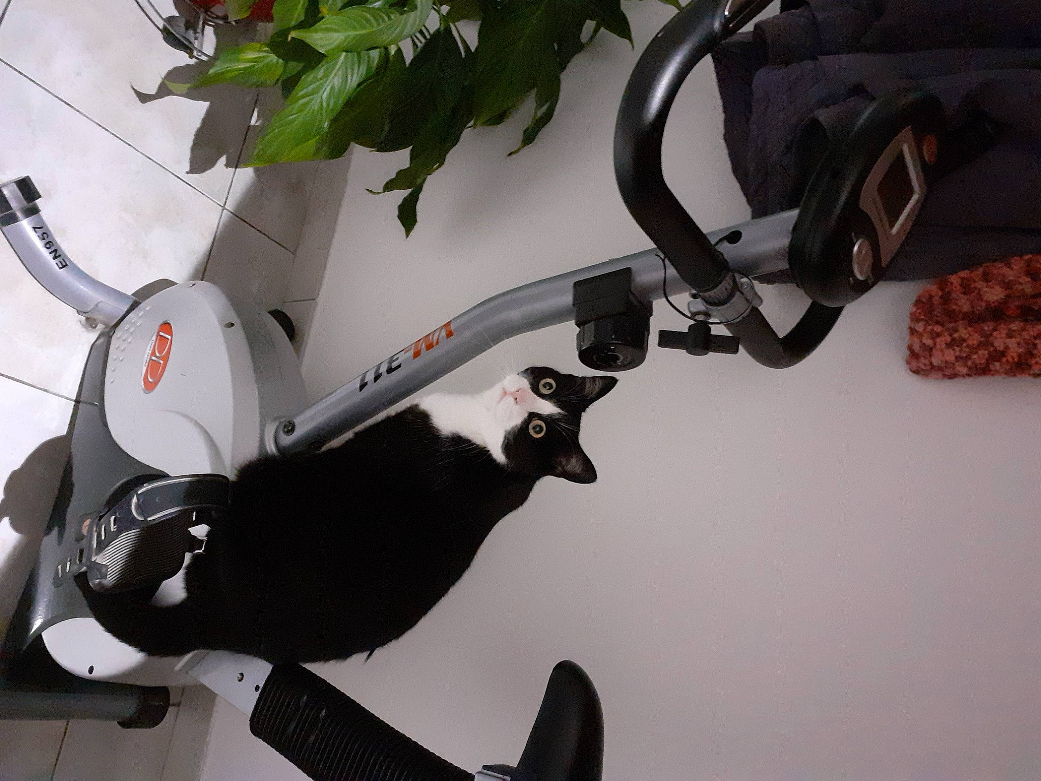 Neptune a rejoint le concours — aidez-le/la à gagner de superbes lots ! audio_equipment, auto_part, automotive_design, automotive_exterior, automotive_wheel_system, bag, bicycle_handlebar, bicycle_part, cable, carmine, eyewear, fashion_accessory, luggage_and_bags, machine, metal, personal_protective_equipment, plant, toy, tree, wire