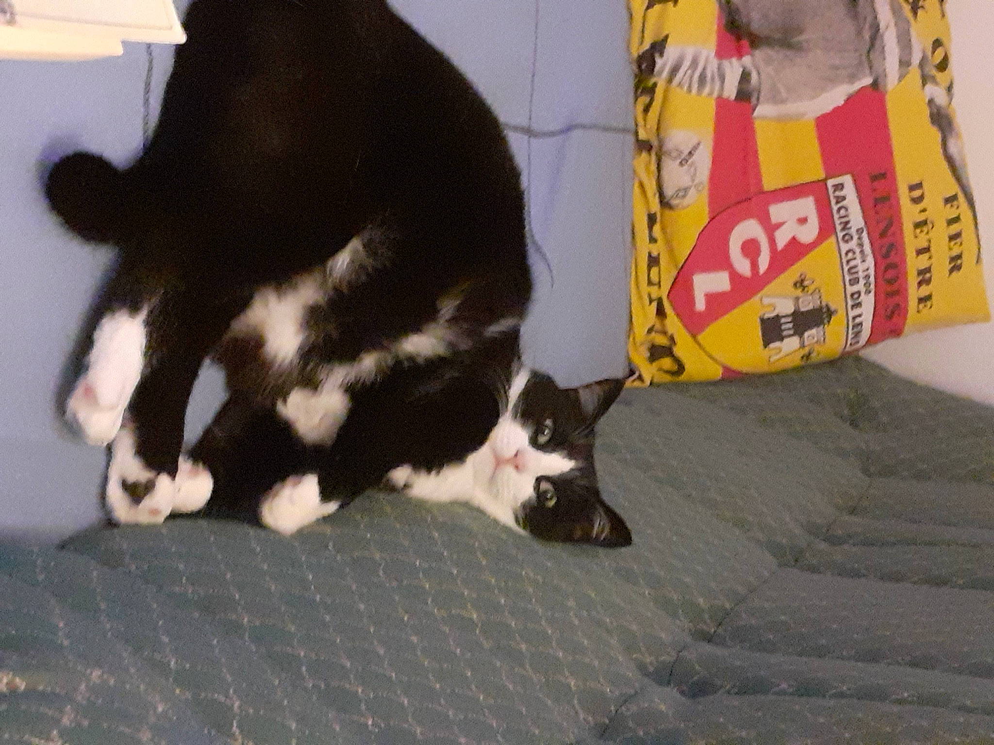 Neptune participe au concours pour gagner de l'argent avec cette photo : black_cat, canidae, carmine, carnivore, cat, claw, comfort, companion_dog, dog_breed, domestic_short_haired_cat, felidae, floor, flooring, fur, small_to_medium_sized_cats, snout, sporting_group, tail, whiskers, wood