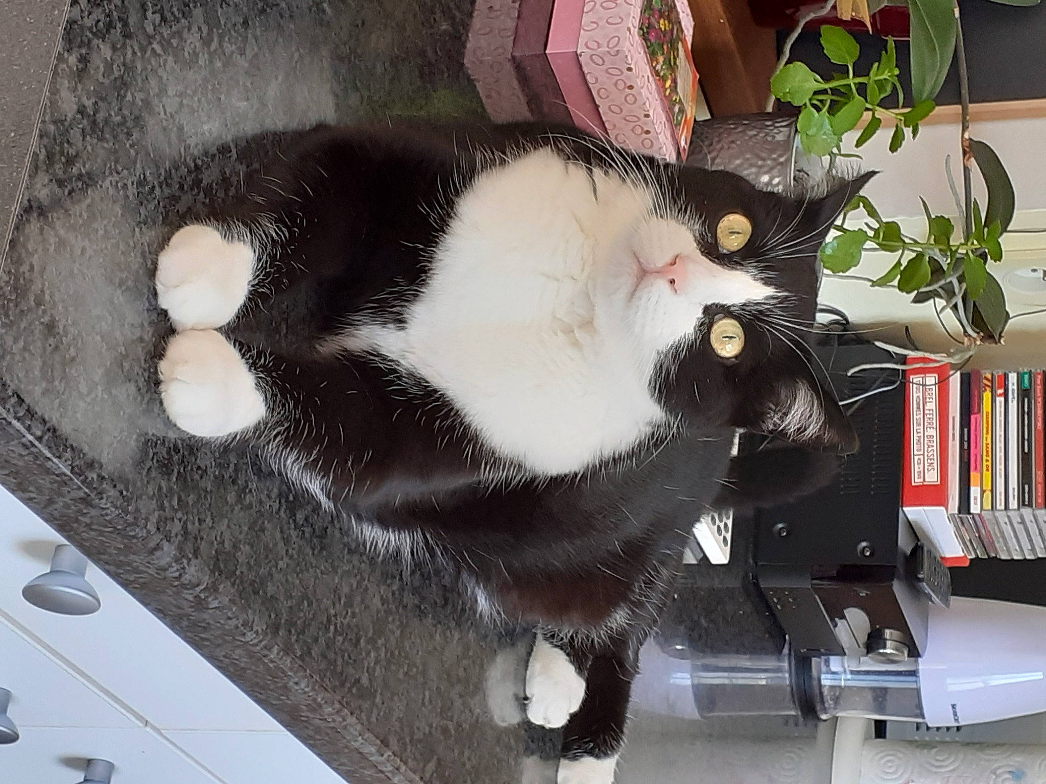 Neptune a rejoint le concours — aidez-le/la à gagner de superbes lots ! automotive_window_part, bookcase, bumper, carnivore, cat, domestic_short_haired_cat, felidae, flowerpot, fur, hood, houseplant, plant, publication, shelf, shelving, small_to_medium_sized_cats, tail, whiskers, windshield