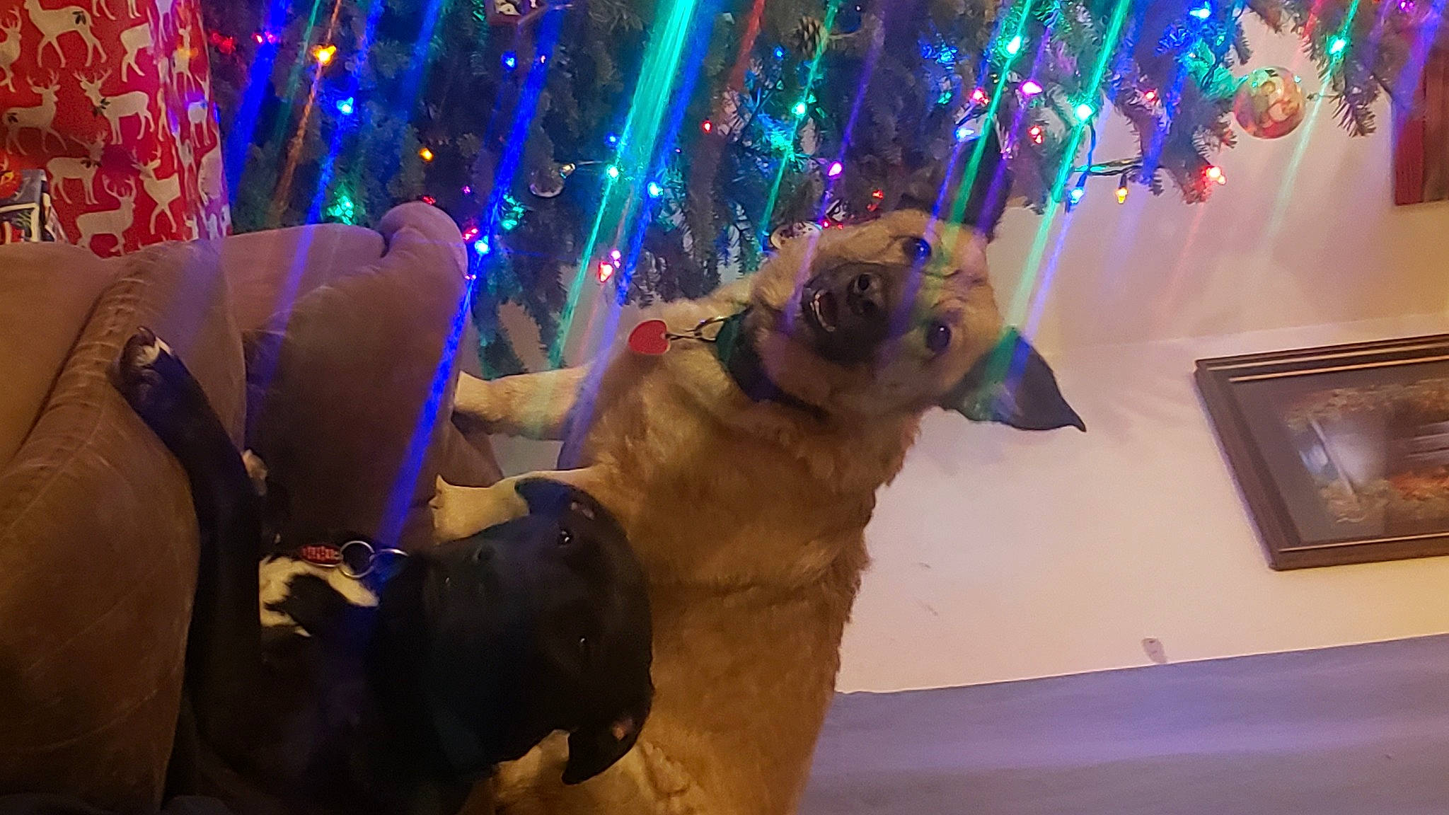 Nova joined the competition — help win amazing prizes! christmas, christmas_decoration, christmas_ornament, christmas_tree, electric_blue, event, eyewear, fawn, fun, fur, glasses, holiday, human_body, leisure, lighting, ornament, picture_frame, purple, tradition, tree