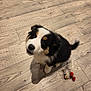 puppy, dog, floor, wooden_floor, toy, plush_toy, black, white, brown, pet, indoor, cute, small_dog, furry, tail, looking_up, playful, animal, companion, domestic_animal