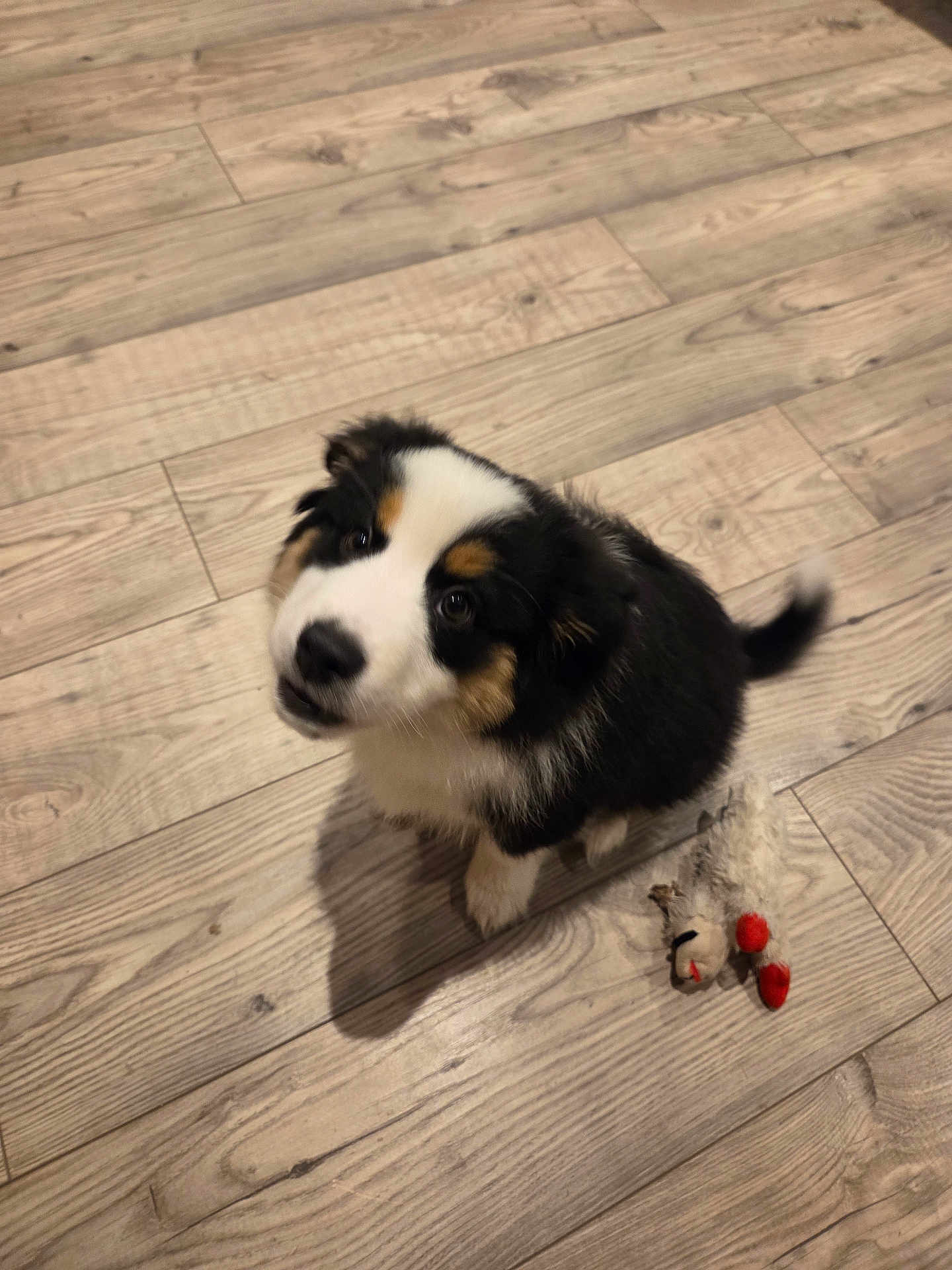 Aslan participe au concours pour gagner de l'argent avec cette photo : puppy, dog, floor, wooden_floor, toy, plush_toy, black, white, brown, pet, indoor, cute, small_dog, furry, tail, looking_up, playful, animal, companion, domestic_animal