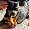 Chubb is registered to the contest to win money with this photo: dog, toy, plush_toy, taco_toy, black_dog, brown_dog, indoor, rug, carpet, furniture, slippers, relaxed, pet, animal, mouth, lying_down, home, cozy, floor, dog_toy