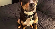 Chubb is registered to the contest to win money with this photo: dog, bed, black_comforter, indoor, pet, canine, fur, ears, collar, tag, looking_up, brown, black, white, room, carpet, curtains, safe, furniture, portrait