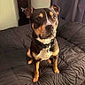 dog, bed, black_comforter, indoor, pet, canine, fur, ears, collar, tag, looking_up, brown, black, white, room, carpet, curtains, safe, furniture, portrait
