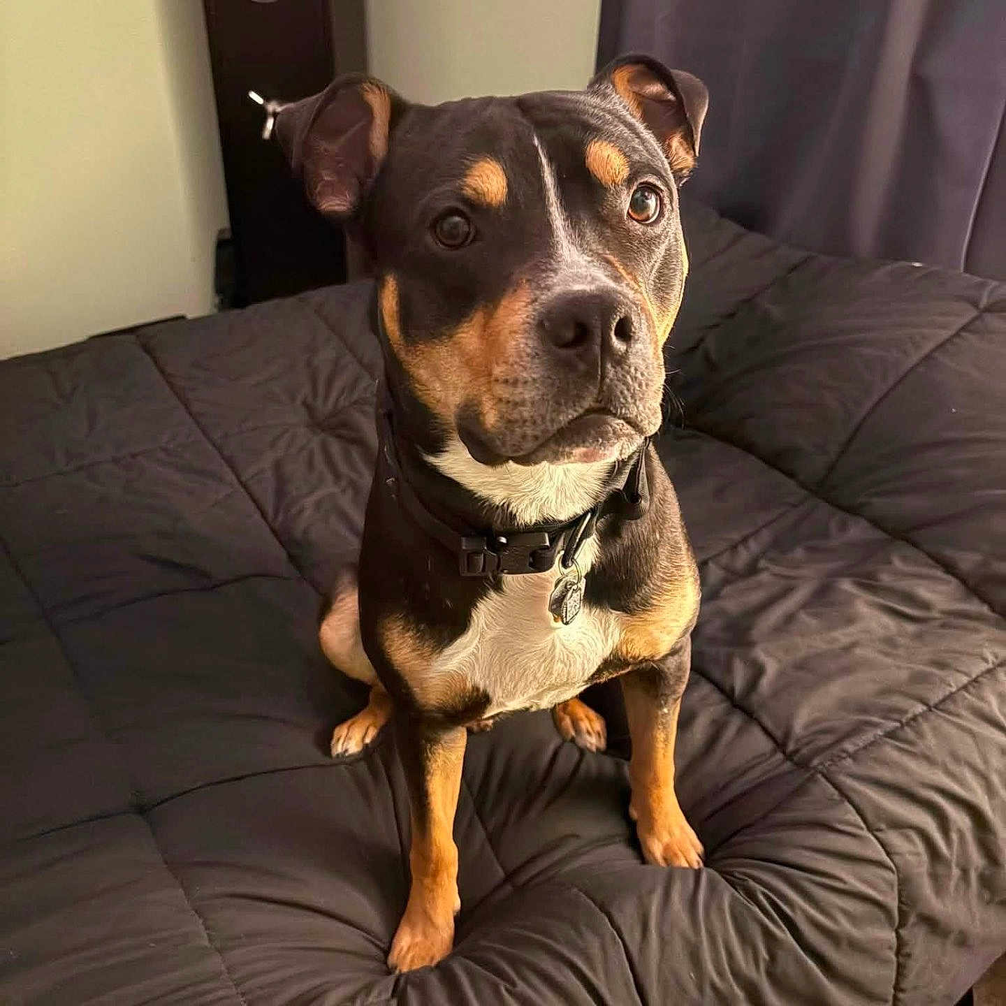 Chubb is registered to the contest to win money with this photo: dog, bed, black_comforter, indoor, pet, canine, fur, ears, collar, tag, looking_up, brown, black, white, room, carpet, curtains, safe, furniture, portrait